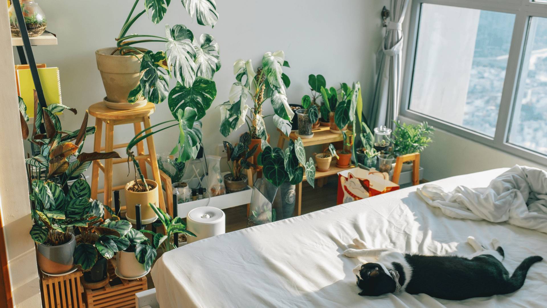 indoor plants for condo owners