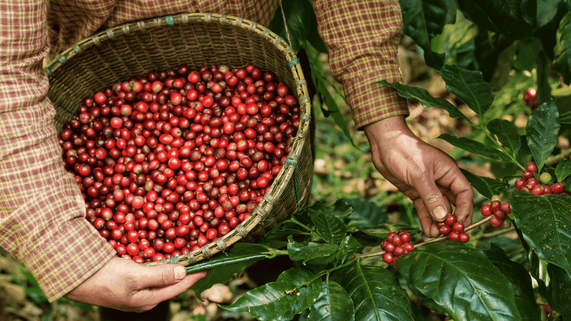 coffee beans in the philippines