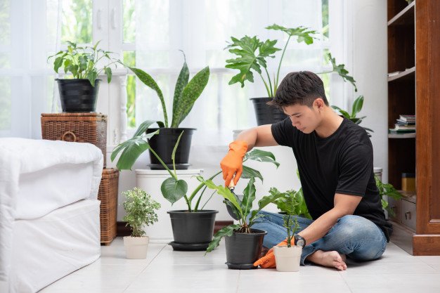 Growing plants in Condo in Manila